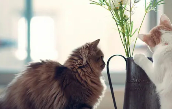 猫咪为什么爱舔主人？不只是表达爱，还可能是想要独处！