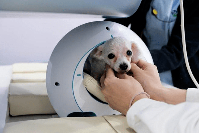 成功案例丨税务共享助力瑞派宠物集团抢占千亿"宠物经济"的"新蓝海"