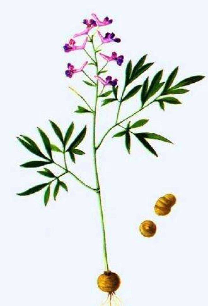 浙江药农卖的元胡是什么?为何这么贵?_中药材_价格_延胡索