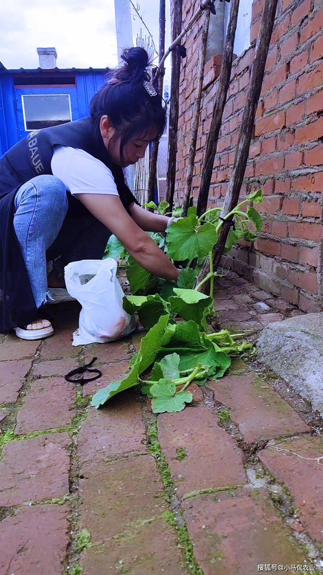 30平的农家小院大妈砖缝里种菜,夏天3个月不用买菜,太有创意了_土壤