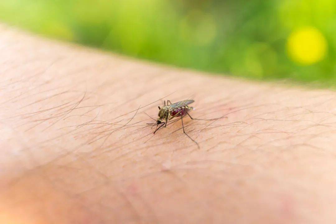 蚊子到底最爱哪种人？真正有效的灭蚊方法是……