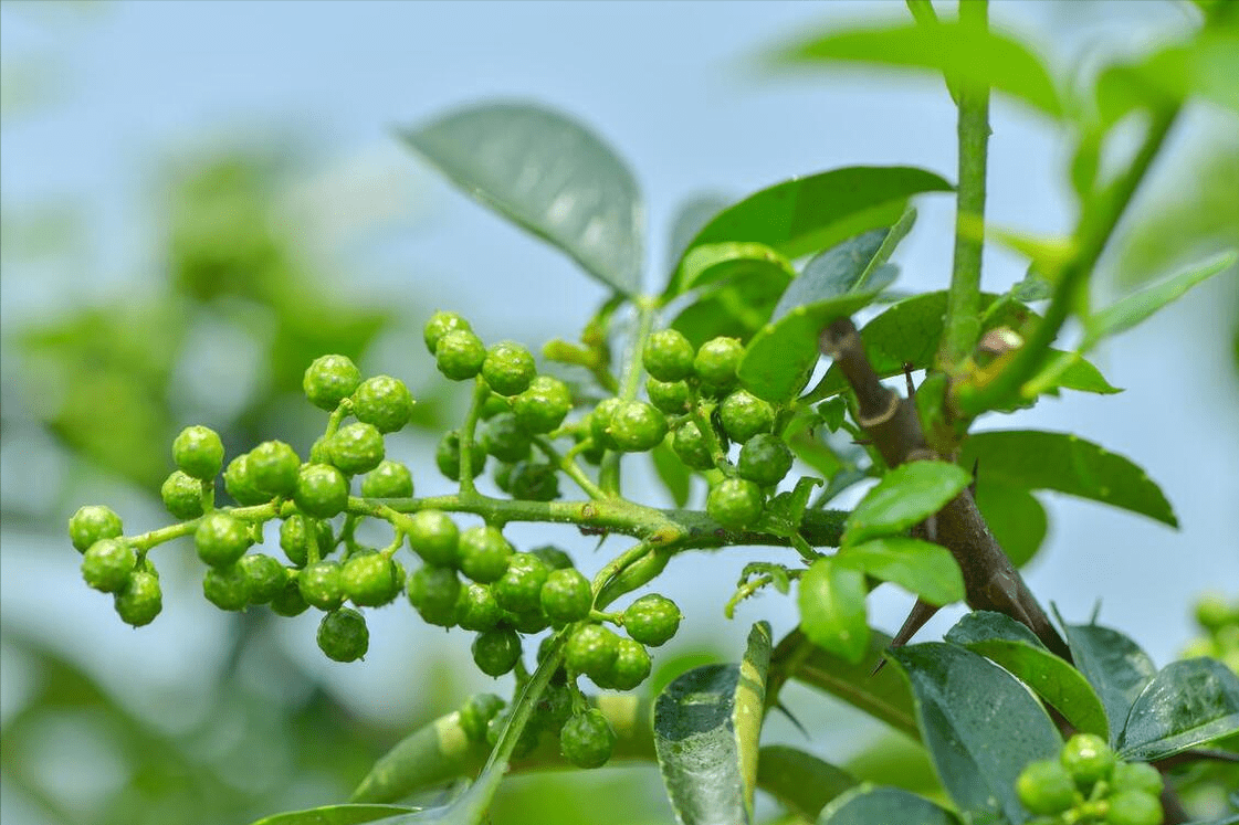 少食2样,多吃3菜,降暑消火,平安入伏_天气_食物_时候