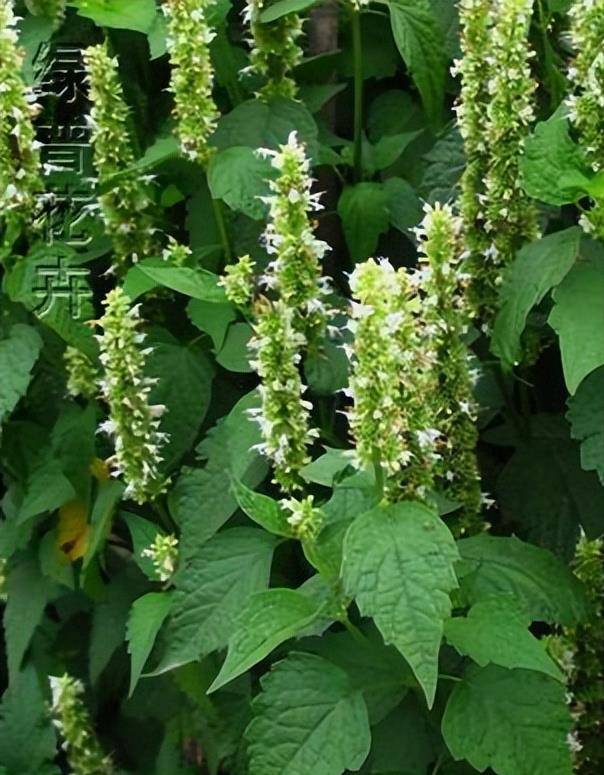 农村珍贵植物"藿香",既是香料又是药材,你见过吗?_香气_功效_压力