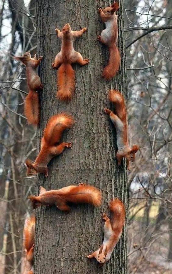 罕见的36张照片,美洲虎擒拿鳄鱼,狮子被豪猪刺伤,金雕大战海雕_猎豹