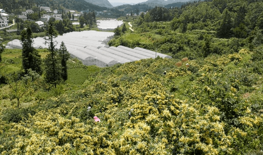 息烽县石硐镇:金银花开采摘忙_种植_中坝村_收购