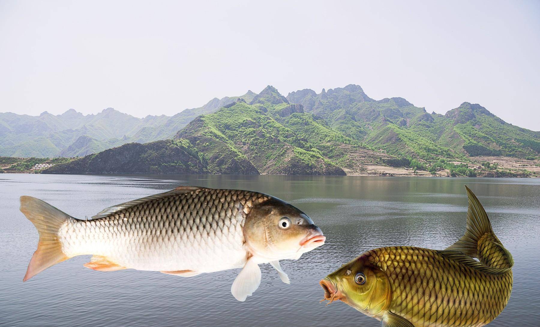 聊城黄河大鲤鱼图片