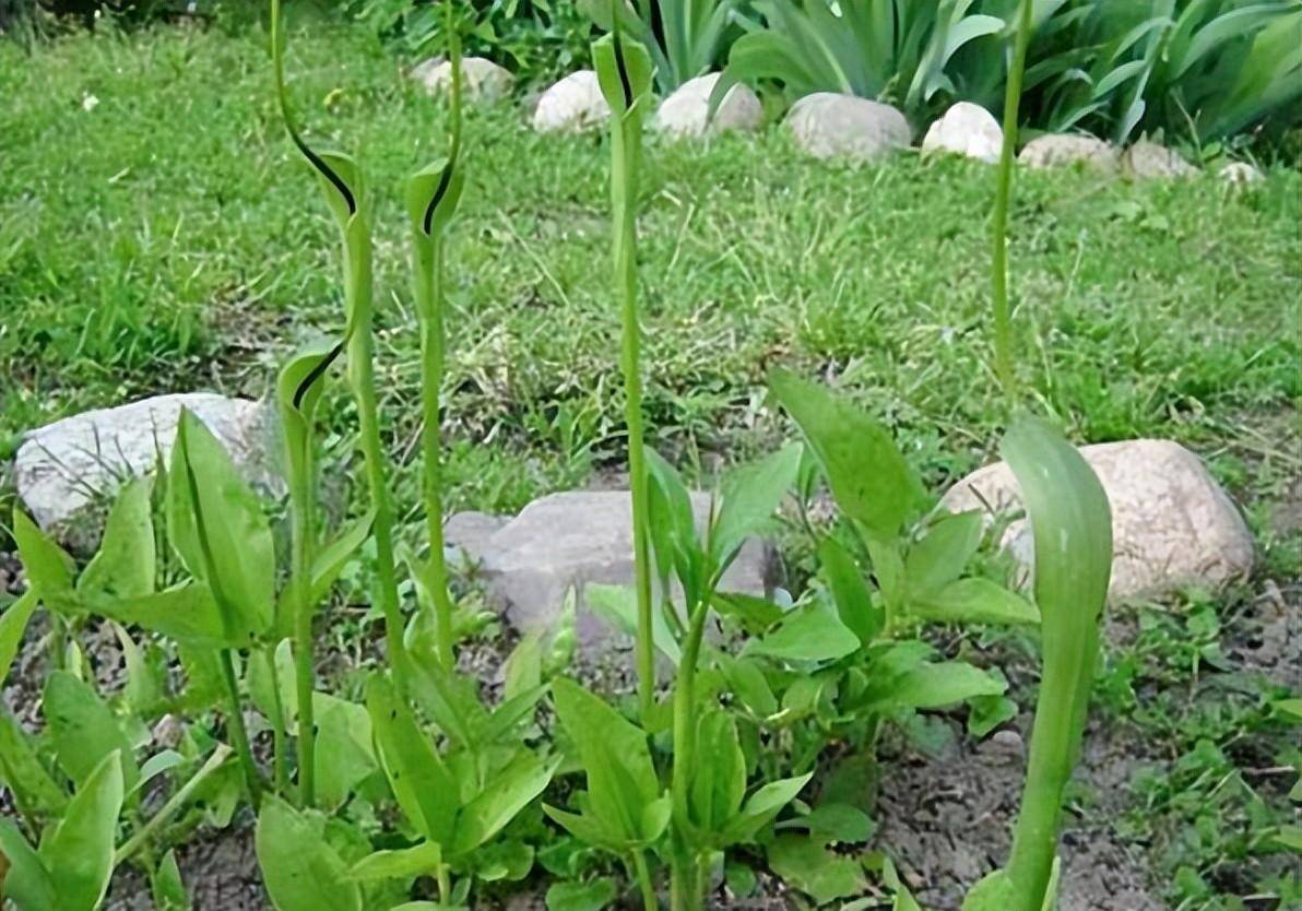 农村野外1种植物,俗称"散结草",如今是采收旺季,十分珍惜_因为_是一种