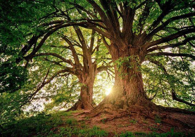 明溪水蕨(诗2首)| 名华氏_祝福_深圳_恐龙