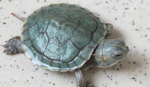 乌龟叫王八,它为什么不叫王九,也不叫王七呢?_骂人_名字_前蜀