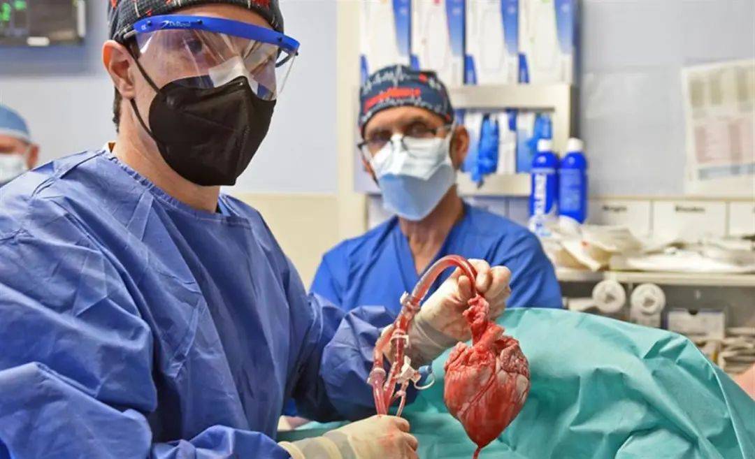 心脏移植手术图解图片