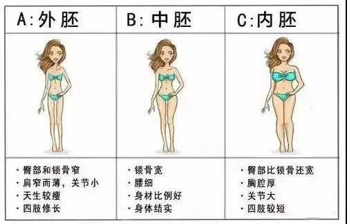 体型:中胚型,外胚型和内胚型的解释