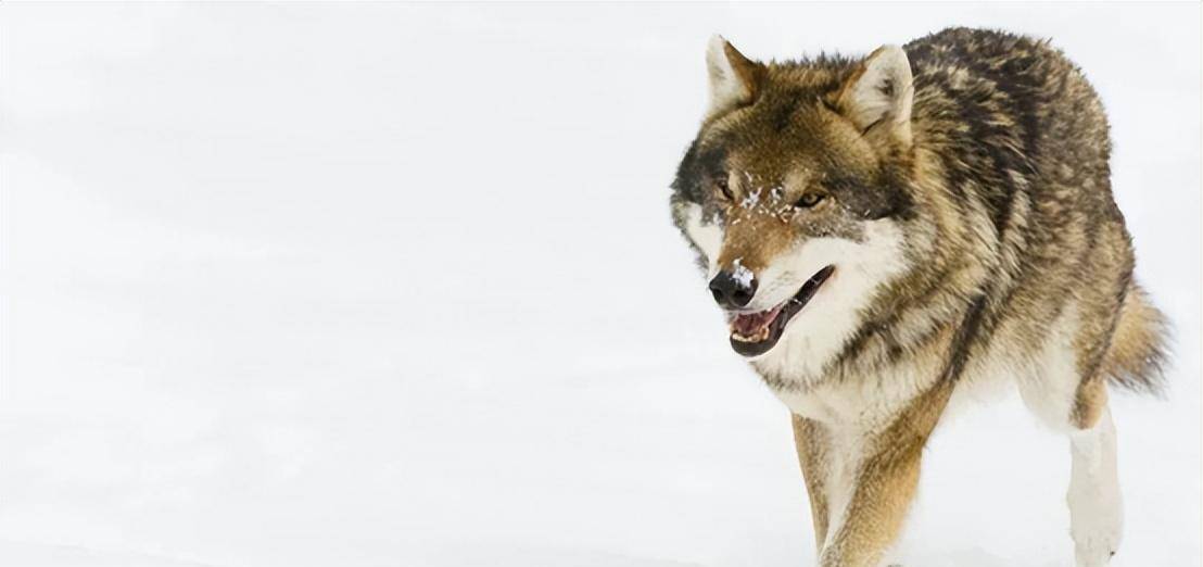1964年勘测队遇凶猛狼群,战士心软投喂食物,头狼带群狼赶来报恩_老乡