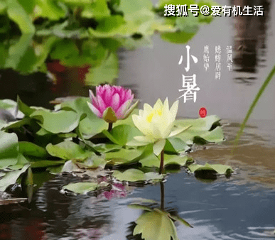 描写小暑节气的古诗1,《小暑》(左河水)地煮天蒸盼雨风,偶得雷暴半圆