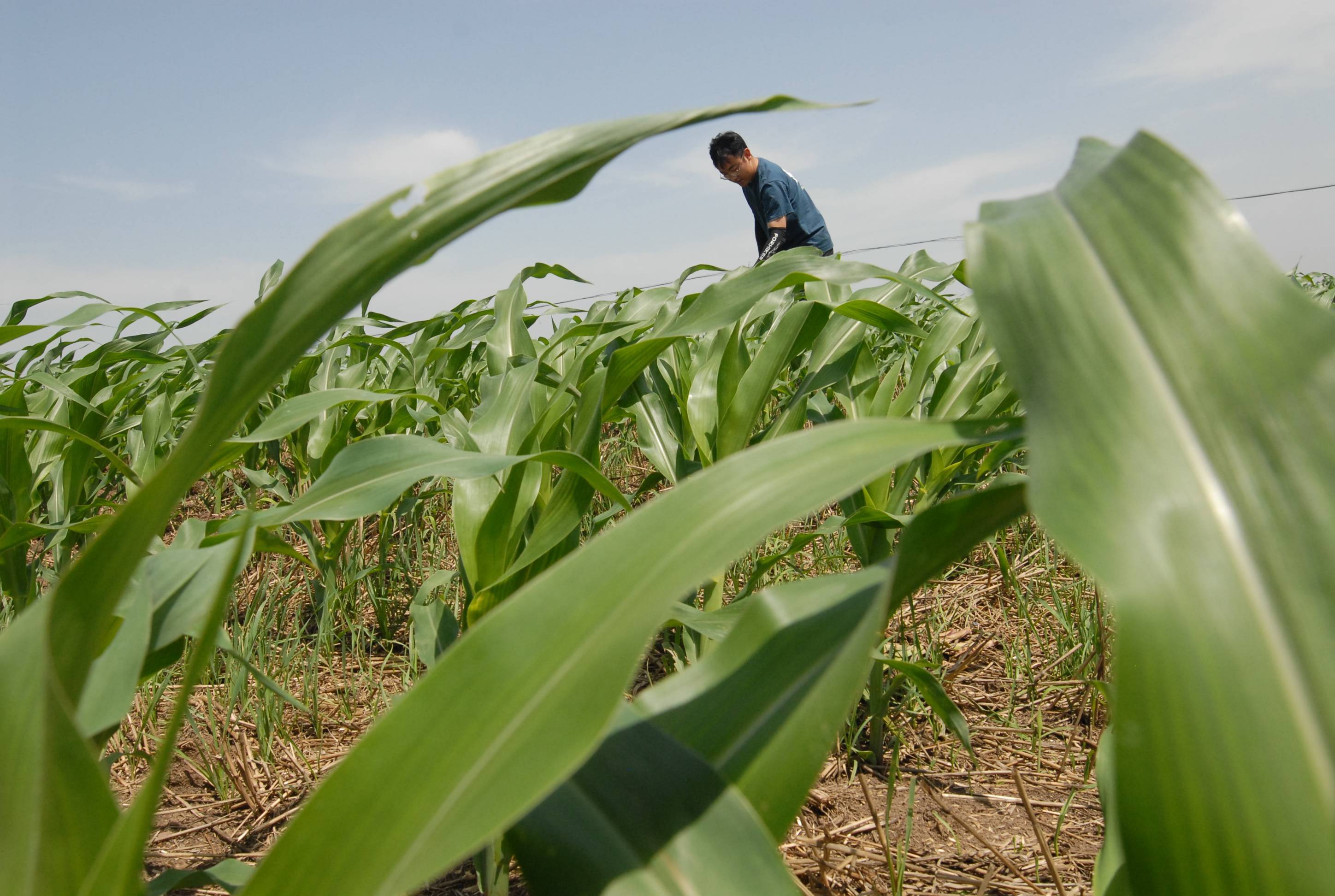 山东即墨:小暑时节到 农民田野忙_作业_无人机_农业