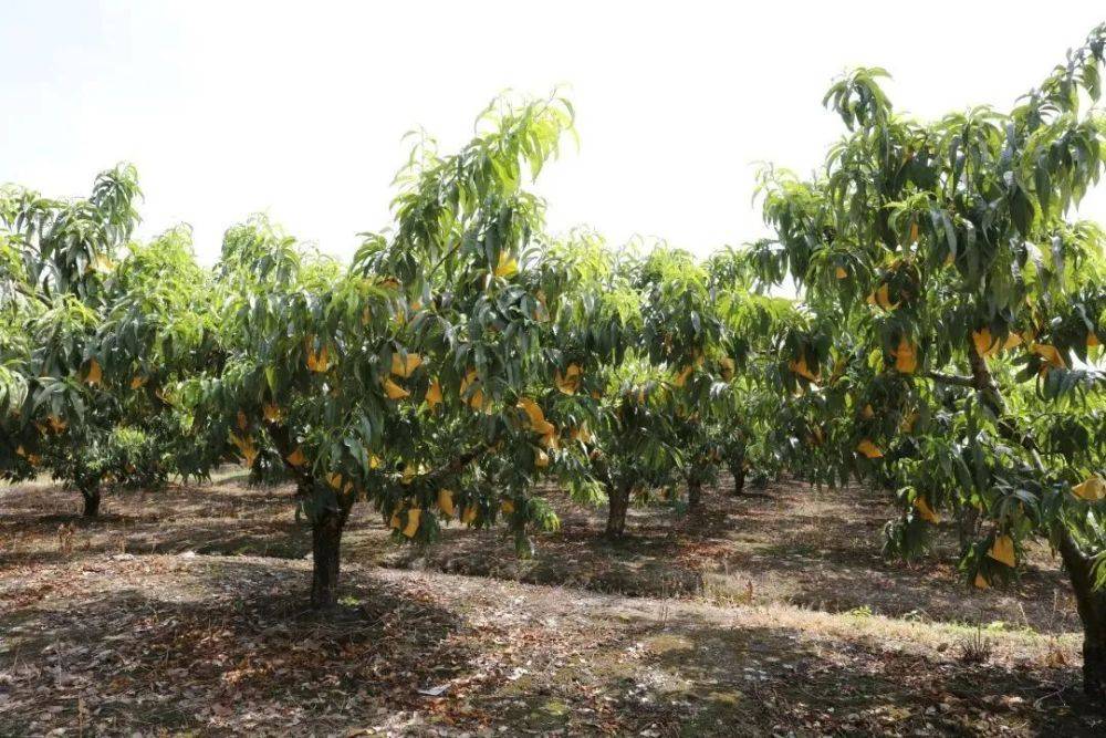 果园_黄桃_桃香