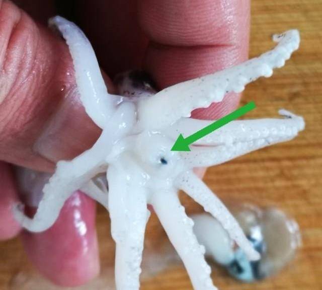 把内脏扒掉以后,就来处理鱿鱼的牙齿.