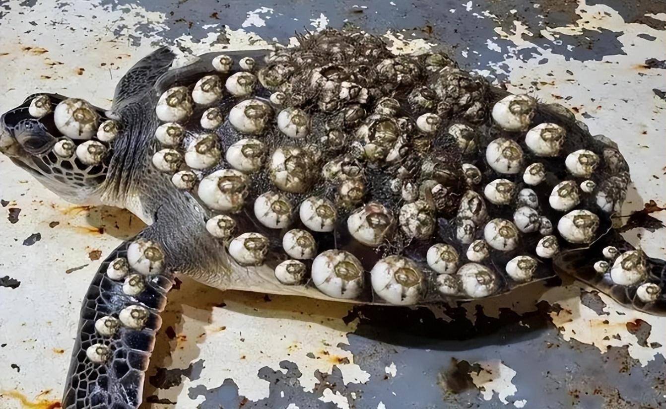 结果就是这些藤壶先在船底寄生上,然后被船底的氧化亚铜等物质慢慢