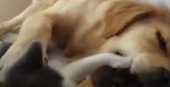 萌猫打扰金毛睡觉,金毛沉睡不醒 萌猫打扰金毛睡觉,金毛沉睡不醒