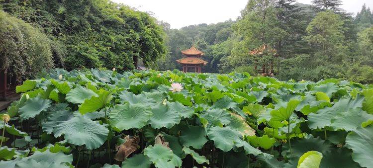 富乐山公园观荷花三_李光友_莲蓬_根茎