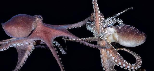 堪比人类智商的章鱼有着再生的超能力,可为何没有进化出文明?