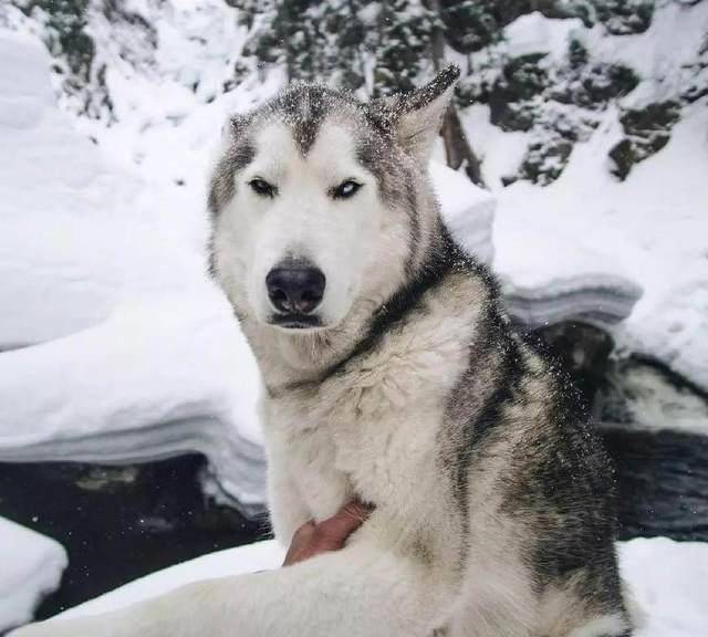 还记得这只有北极狼血统的哈士奇吗?