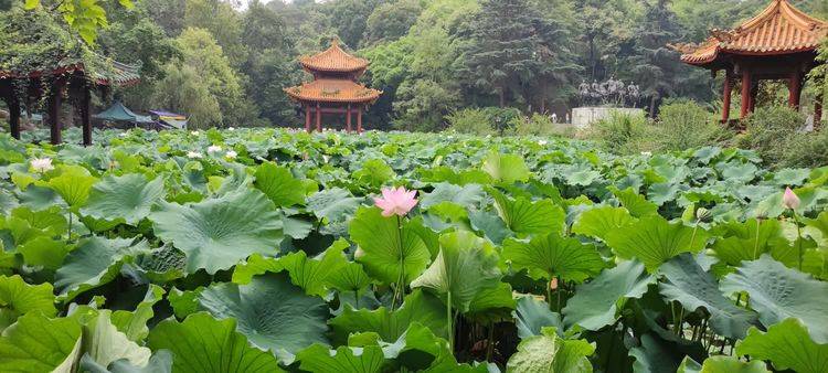 富乐山公园观荷花三_李光友_莲蓬_根茎