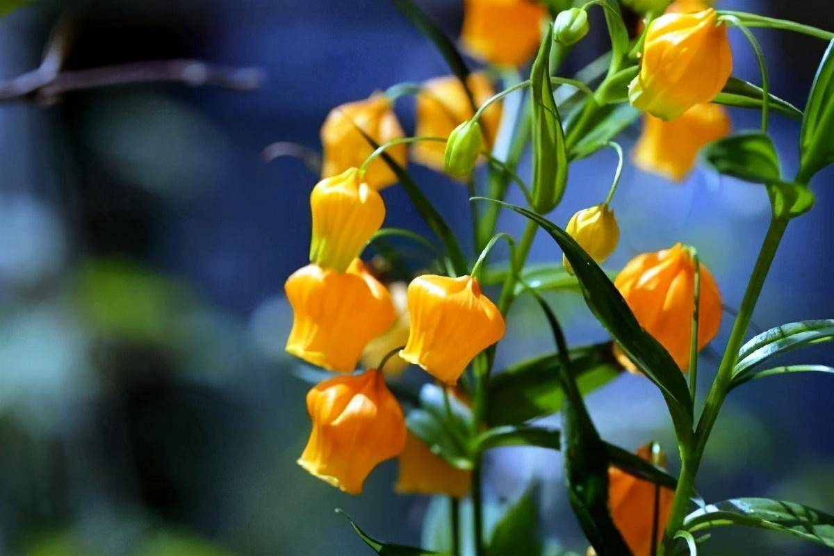 微博之夜,李子柒头上那株"竹叶",藏着她恬静外表下的心机_宫灯_百合