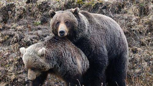 自从见到这些灰熊之后,提摩西便决定守护他们,每年夏天,他都会进入
