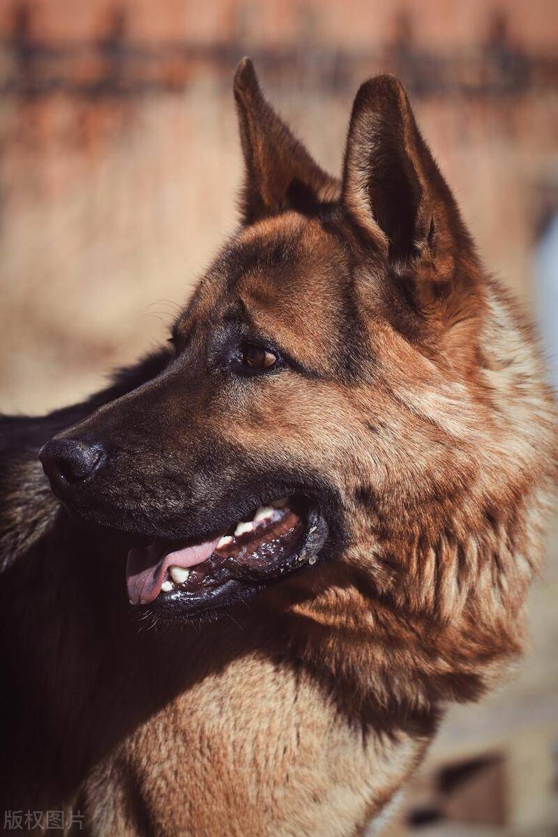 最後,由於德國牧羊犬天生好奇心強,它們喜歡收集各種亂七八糟的東西.