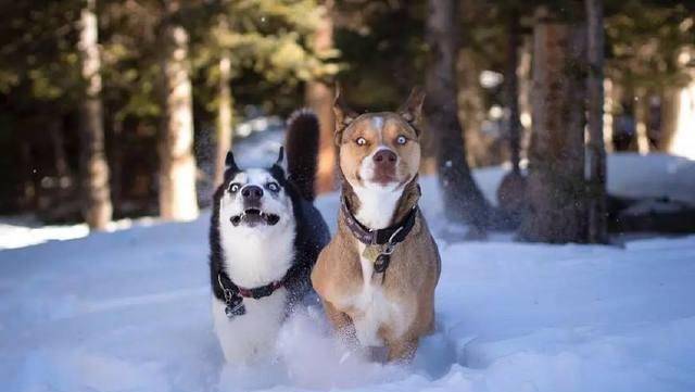 她带领着一群雪橇犬,爬上了4300多米的雪山,这感觉很酷_哈士奇_狗狗