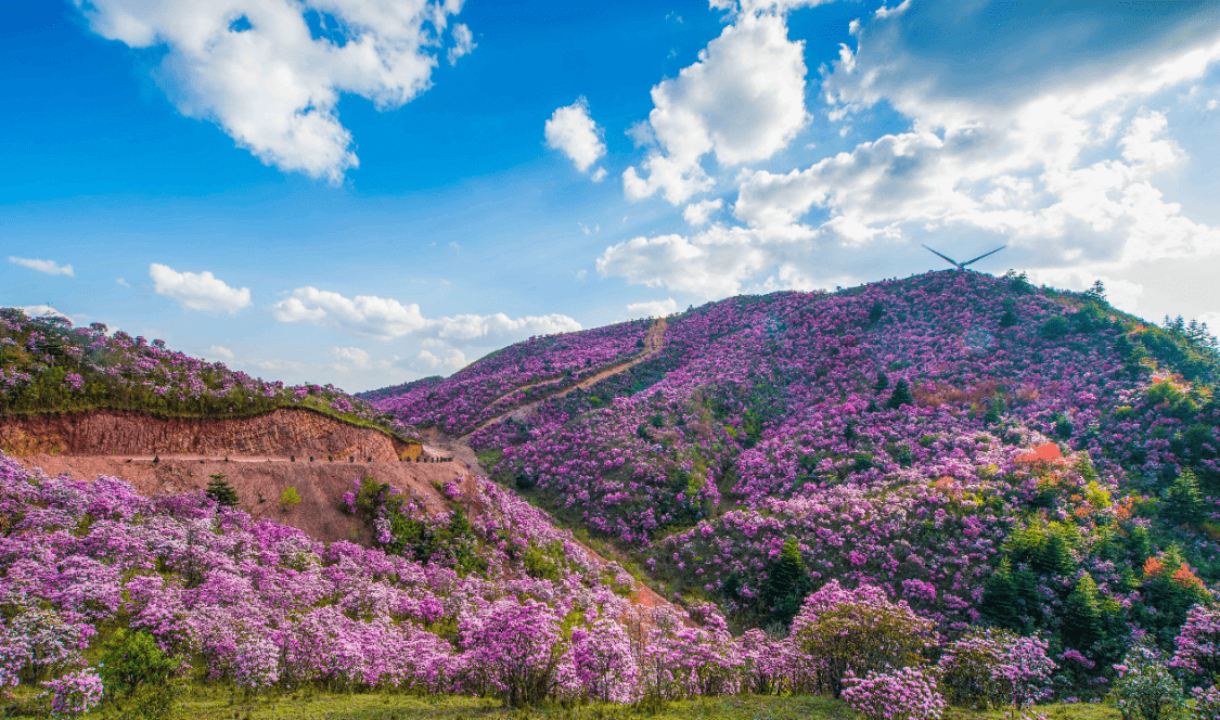 鲁南山花海风车 现代与原始跨界融合 如ai绘画 引领错觉美学潮流_宁南