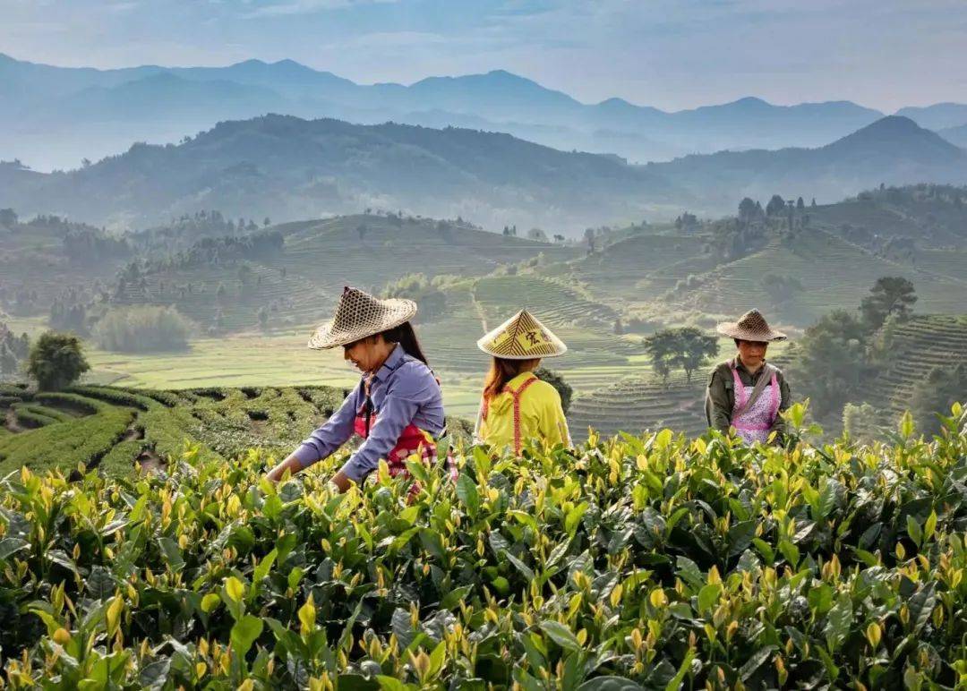 从"一片叶"到"一条链" 福建松溪茶产业助力乡村振兴_九龙_松溪县_发展