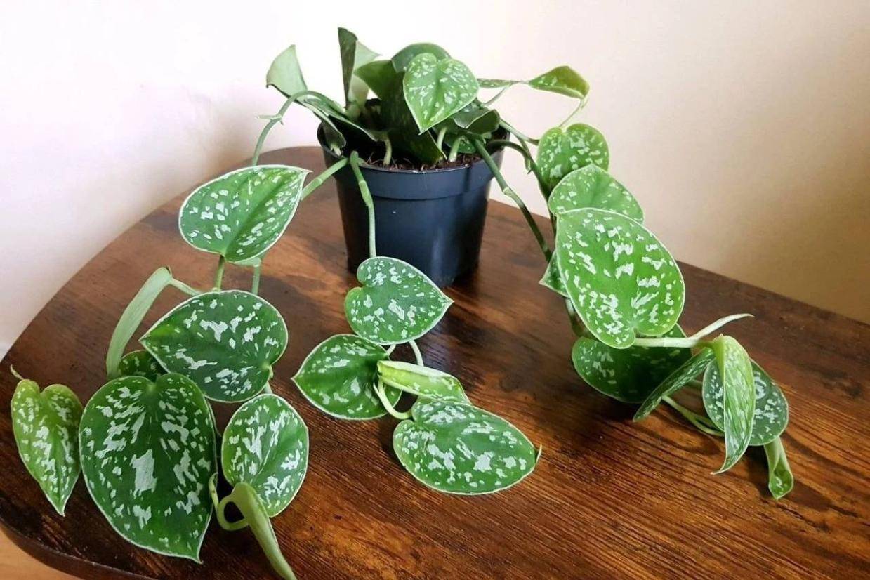 scindapsus bathala(最上級斑) Presenting to you guys this new variety of Scindapsus, Scindapsus