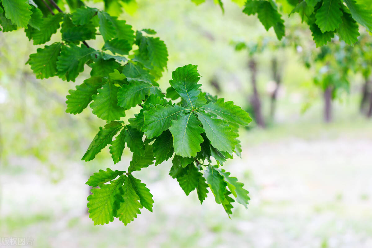 他把枯叶新芽比作两代人,《蒙古栎》一代芬芳他人,一代郁郁生机_长尾