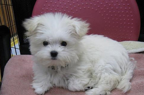 别再执迷!米克斯的可爱度绝不输纯种