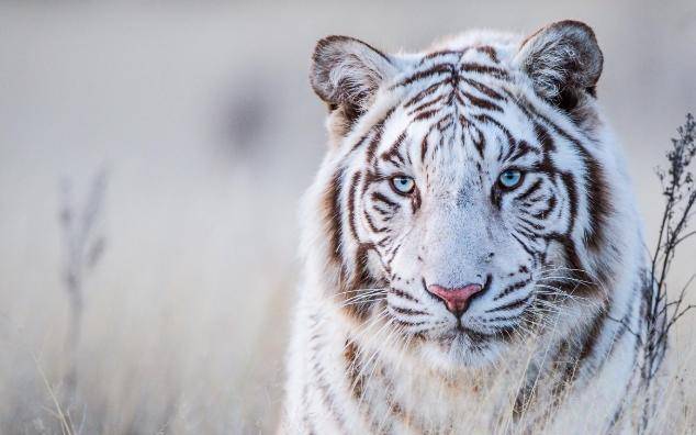 老话说"白虎穿堂过,人亡家也破",究竟是什么意思?_人们_东西_墓地