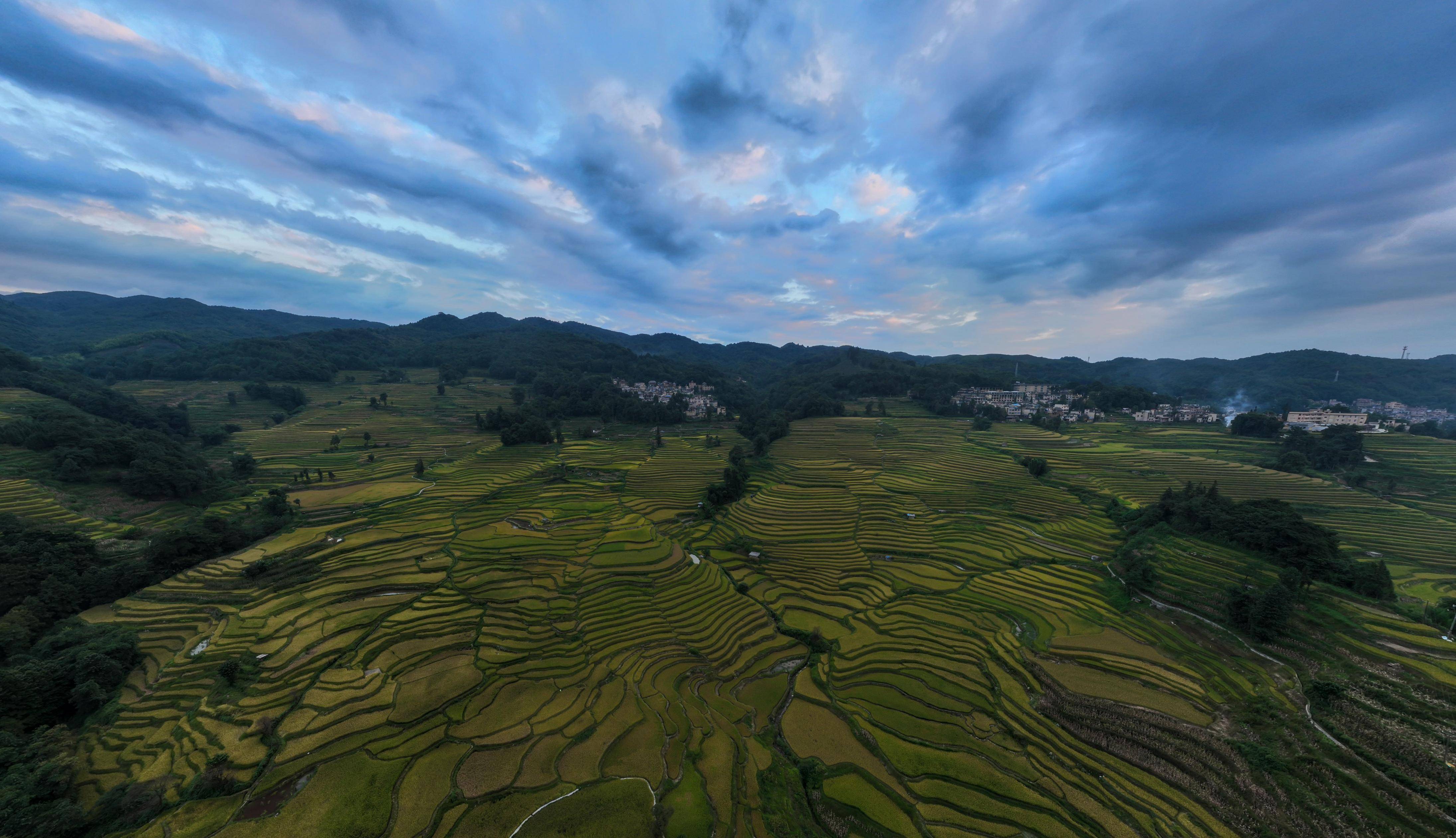 哈尼梯田迎丰收_村民_收获_照片