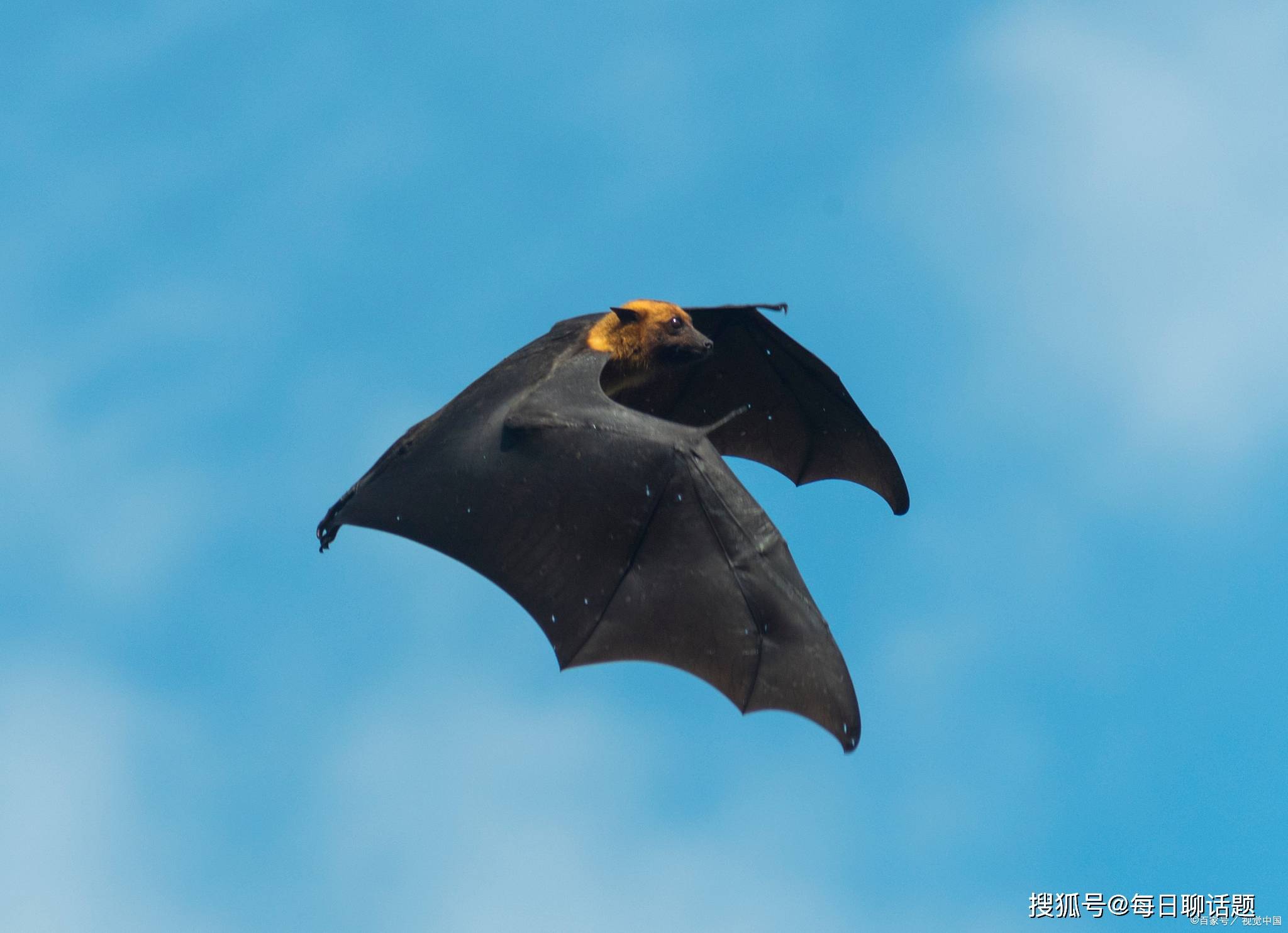 蝙蝠与雷达:自然界的声纳技术_人类_回声_声波