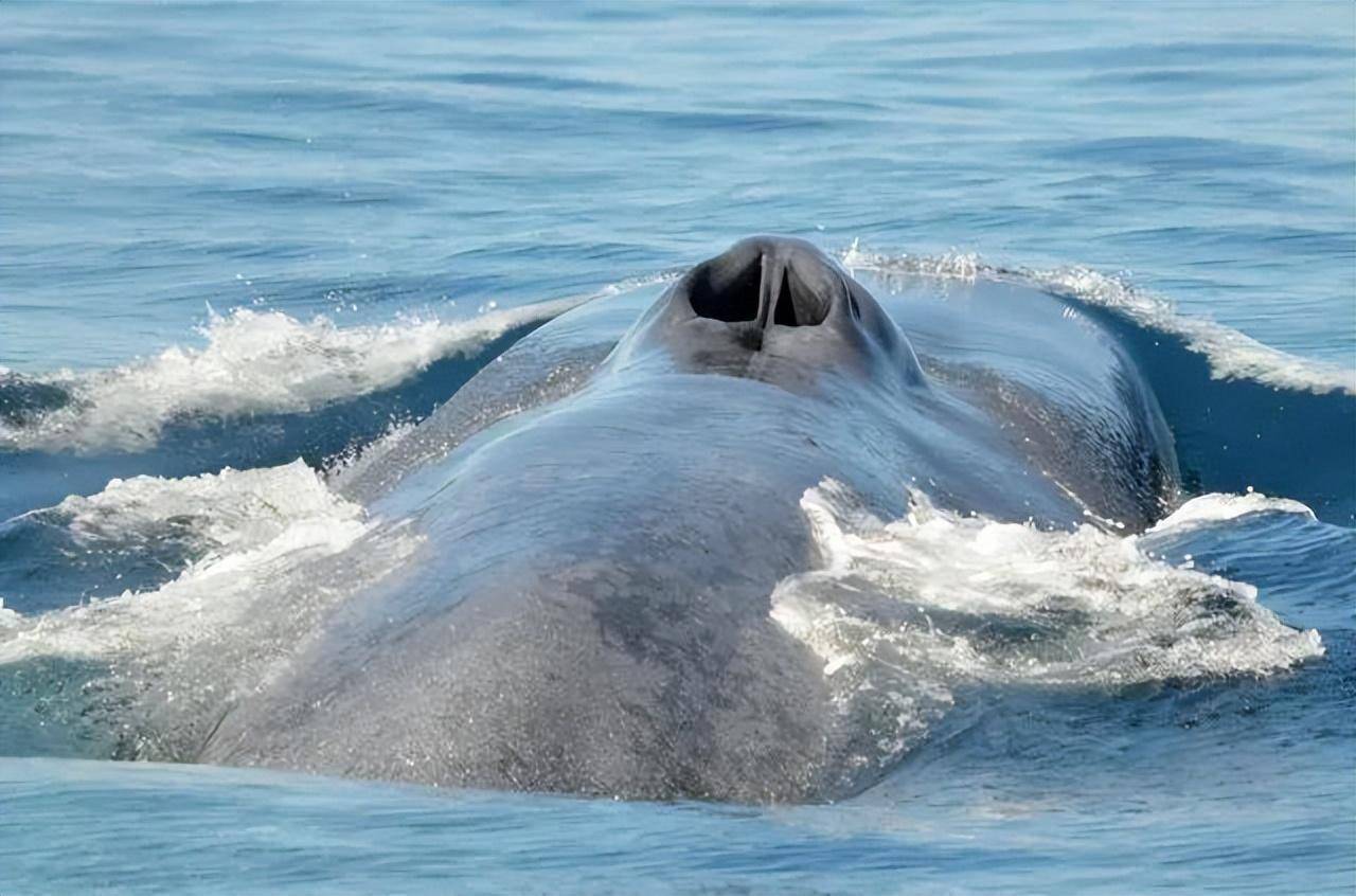 海洋钻石之谜:蓝鲸2吨粪便内涵何玄机?_藻类_食物_生物