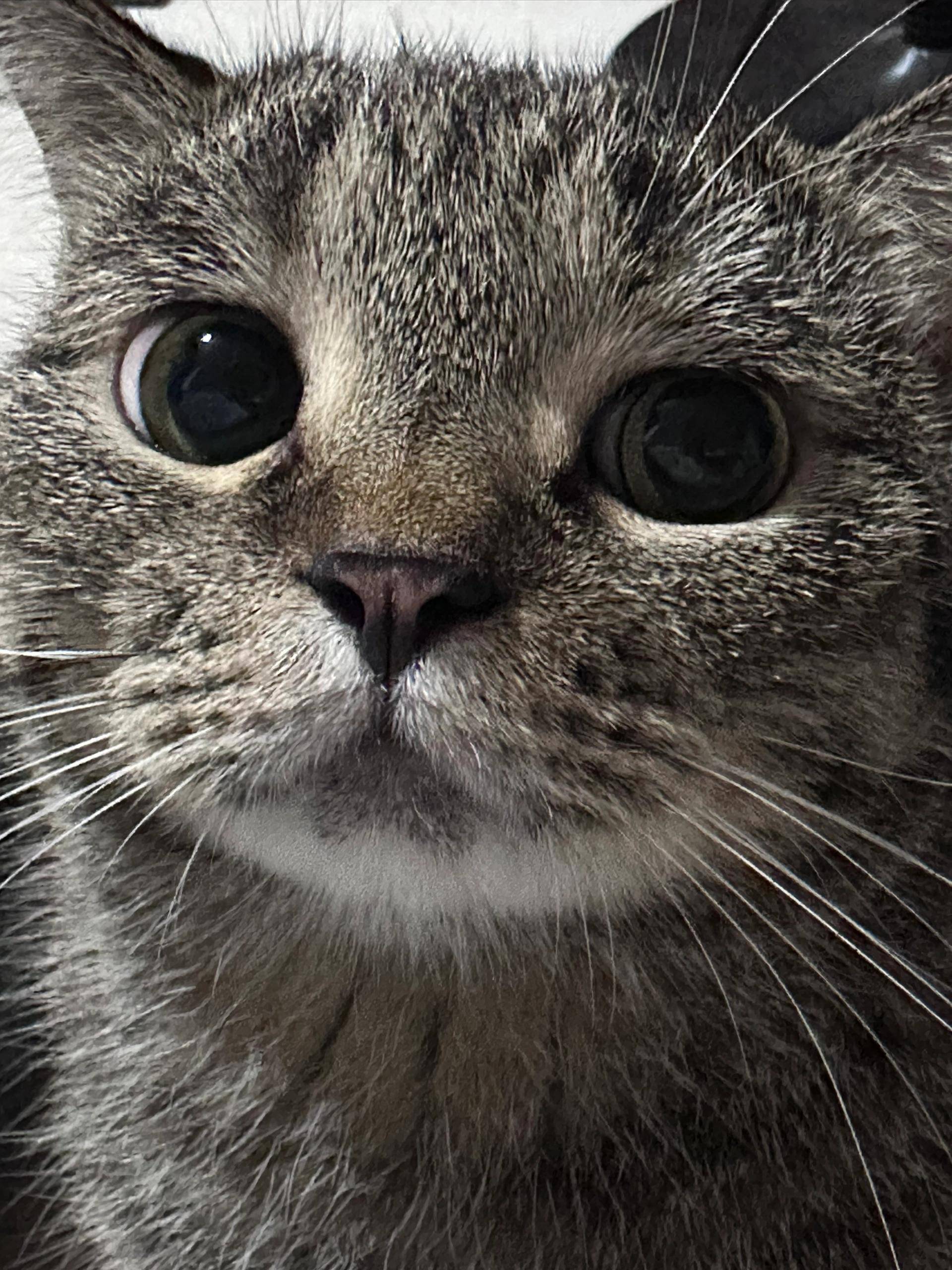 猫咪_毛发_舌头
