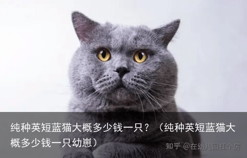 纯种英短蓝猫大概多少钱一只?