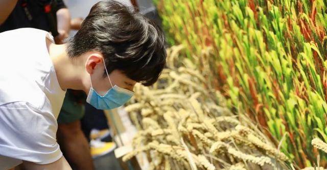 肖战作为扶贫产品体验官,公益助农后续,蔚县小米销量暴增100倍_贡米