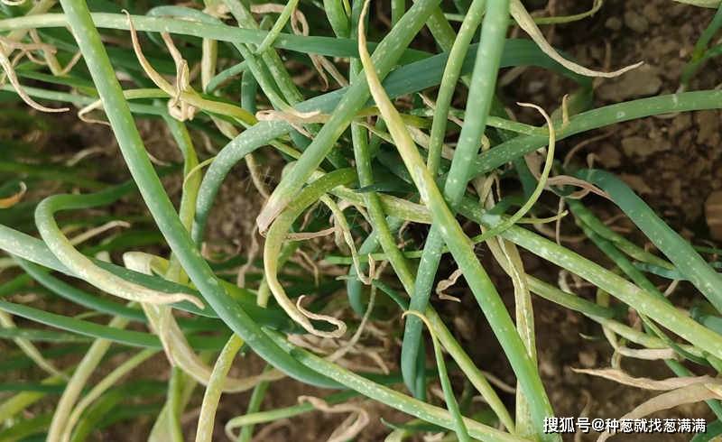 雨后大葱叶片上为什么会有小白点_发病_防治_病虫害