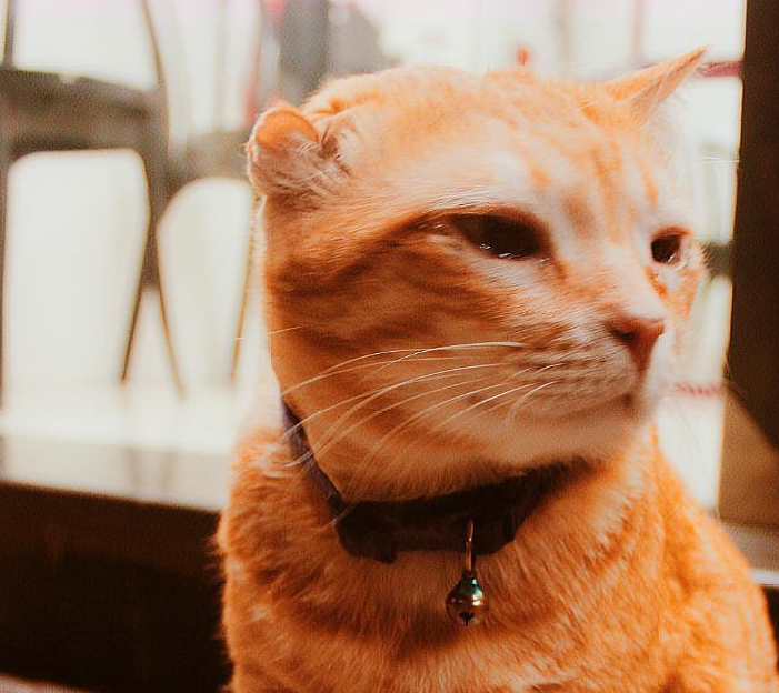 可怜橘猫被老板收留，却给照相馆带来好运，满墙“橘色”让它火了