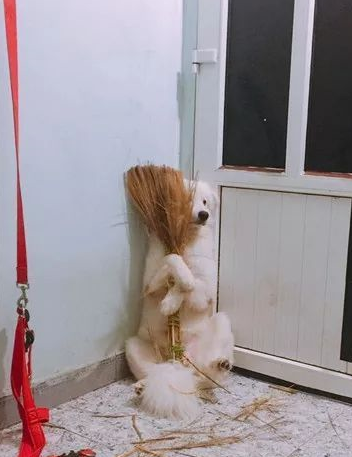 知道自己要挨训斥的萨摩耶,主动的到门口罚站,画面太搞笑!