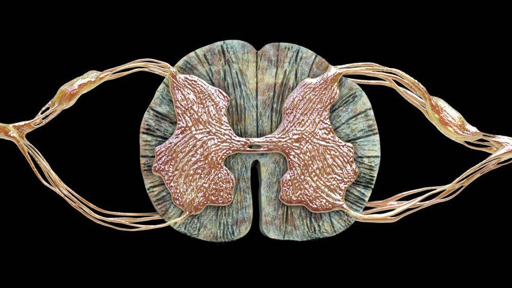 vcp抑制:一种潜在的肌萎缩性侧索硬化症(als)治疗途径_研究人员_进行