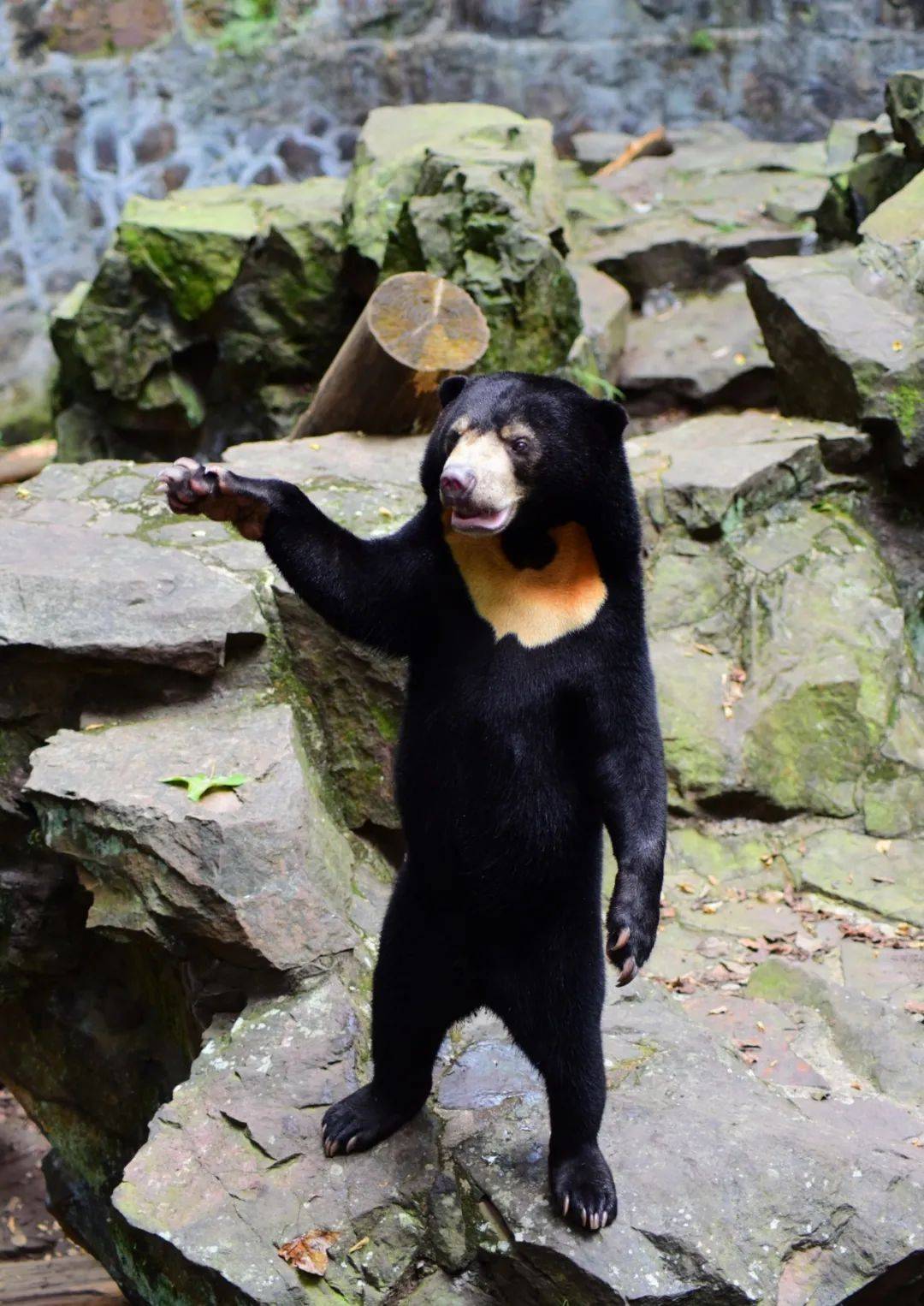 "人里人气"?杭州动物园"黑熊"被质疑是人扮演,官方回应