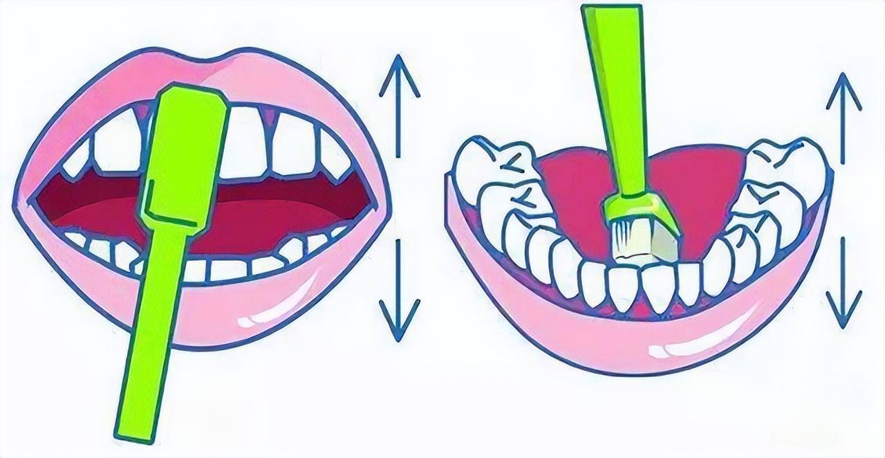 刷牙的真正确步骤_牙齿_牙刷_水平