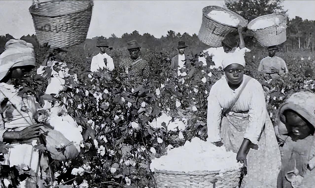 女黑奴的双面性,棉花地里的采摘机器,奴隶主的繁衍工具_工作_黑人