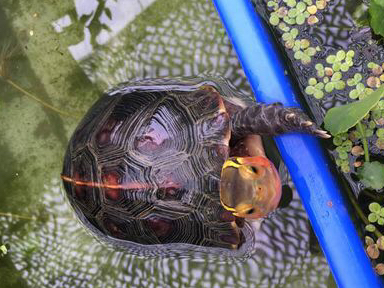 国龟之宝,黄缘龟吃什么?太详细了._食物_建议_主人